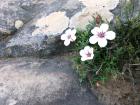 Flowers from a microclimate on our Lion's Head hike!