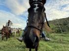 The horse that I rode in Brazil