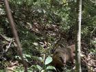 Coati in the Tijuca Forest 
