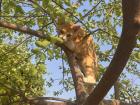 My cat Perekisi (Peach) climbing a tree.