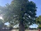 The baobab tree in the center of the village, it is over 500 years old!