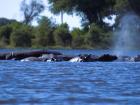 Creeping by the sleeping hippos. Did you know, hippos prefer to sleep all day and do their grazing at night.
