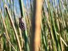 A reed frog relaxes on a reed. What a cool pattern! It changes color depending on the time of day!