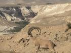 On my way to Eilat, I saw a wild mountain goat!