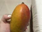 Mango from the mango tree