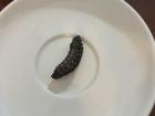 Mopane worm on a plate