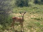 This is a female impala
