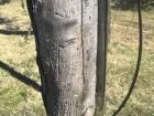 This is a tree in Guadalajara with a cool pattern on its bark from termites