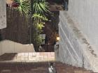 I have seen so many cats in the last week--mainly thanks to my neighbors who feed them!