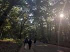 This is a pathway at Meiji Jingu, surrounded by tall trees.