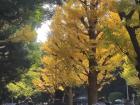 Some ginkgo trees that have turned yellow.
