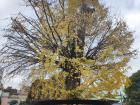 A ginkgo tree in the shrine