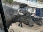 Water buffalo crossing the road during my cab ride