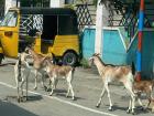 Goats crossing a residential street