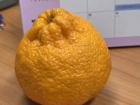 My co-teacher gave me a Jeju Hallabong orange from her mothers farm