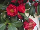 These are some camellias I saw in Jeju city