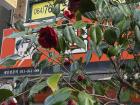 I took my time appreciating the camellias I saw on the bus home that day