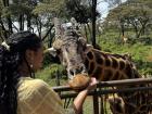 Feeding the Giraffes