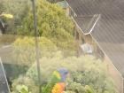 The Rainbow Lorikeet that landed on my window