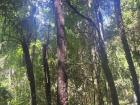 Inside the rainforest in the park