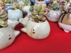Succulents inside of whale planters at the market