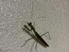 This Praying Mantis lives above our door. I believe it's for good luck