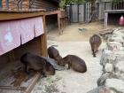 My first time seeing capybaras!