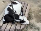 This goat was tired because it was hot outside when we visited the park!