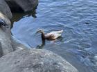 I got to feed this duck some food when I went to a small pond area in Taipei!