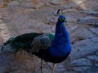 Peacocks in Tushemisht near Lake Ohrid