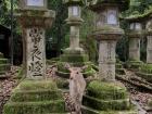 A friendly deer at a temple in Nara, Japan!