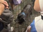 A wet dog hides from the rain with our group!