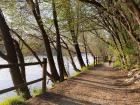 This pretty path is next to the Ticino River; I walk on it each day, as do many people
