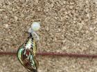 The shiny chrysalis of a tigerwing butterfly