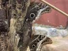 Owl butterflies using camoflauge