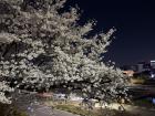 Stunning cherry blossoms on my night walks