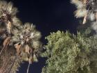 These trees grow best in warmer climates