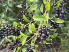 Wild elderberries can be found growing throughout the Czech Republic and are used in many traditional desserts and sweets