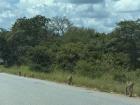 Monkeys were following us along the road as we drove by