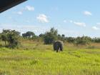 We saw an elephant while driving across Zambia