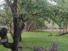 Giraffes sometimes have smaller friends within their environments