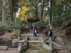 Ginkgo trees near a forest shrine