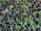 Black tulips, one of many shades of tulips this time of year at "Real Jardín Botánico"