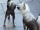 Having multiple dogs in Madrid is very common - smaller breeds such as these Chinese Cresteds are especially popular due to their suitability to apartment living!