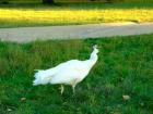 An albino peacock enjoying the sunset on Peacock Island 