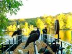 Peacocks on the dock at Peacock Island 