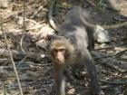 One of the many resident rock macaques of Monkey Mountain