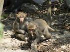Young rock macaques are so cute!