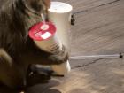This monkey managed to get away with two bubble teas!