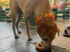 Another dog recieving treats during Tihar